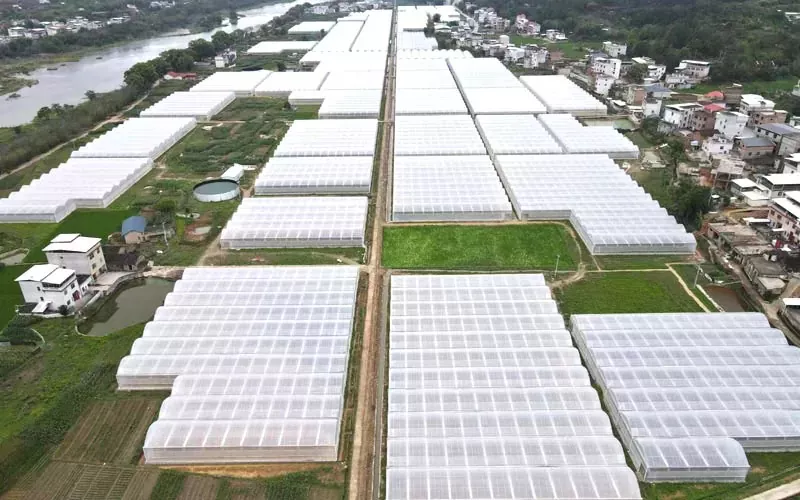 Plastic Greenhouses: A Modern Solution for Sustainable Agriculture